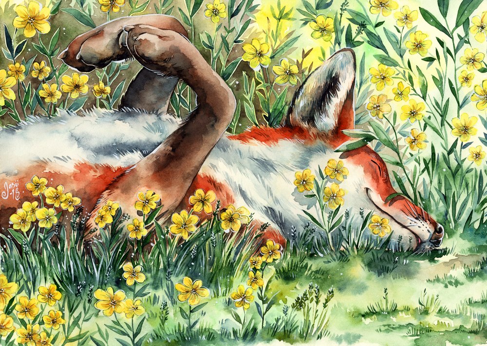 Print - Sunbather Fox